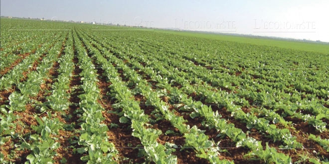 Agrégation agricole un nouveau dispositif réglementaire pour des projets de nouvelle génération (ADA)